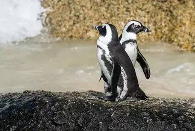 Two African penguins next to water.