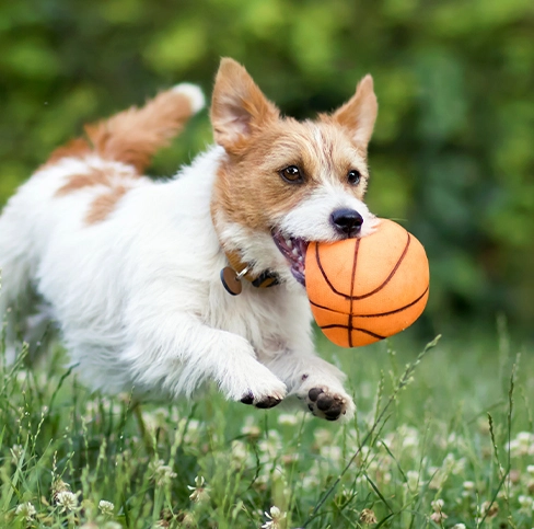 Pet friendly hotel room in Sidney James Mountain Lodge