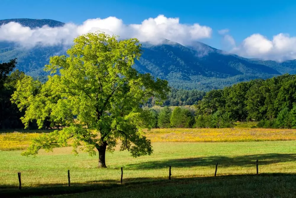 tree on the side of the road in cades cove