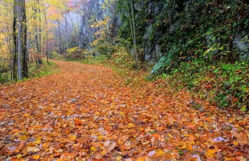 trail in the Smoky Mountains during fall