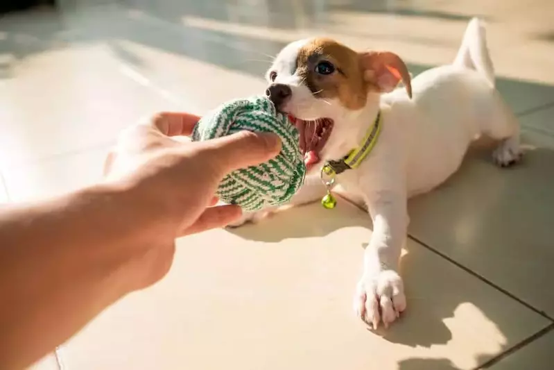 puppy playing with toy ball