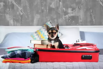 dog in a suitcase