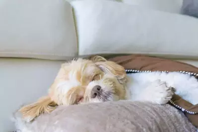 dog sleeping on a pillow