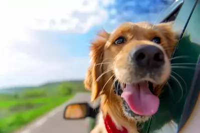 Dog riding in the car heading to Gatlinburg TN