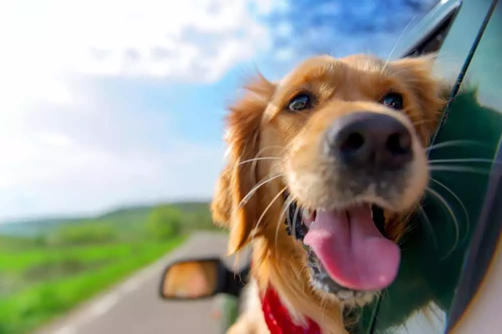 Dog riding in the car heading to Gatlinburg TN