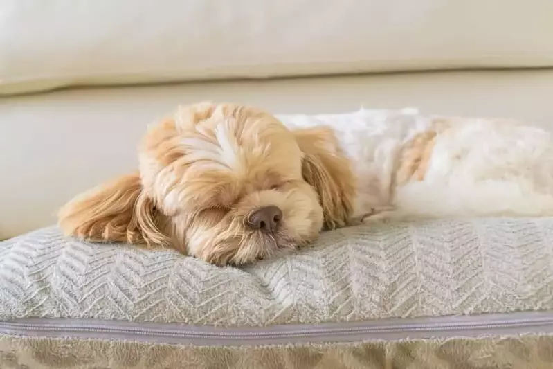 A small dog sleeping on a pillow.