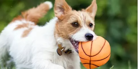 dog running with basketball dog toy