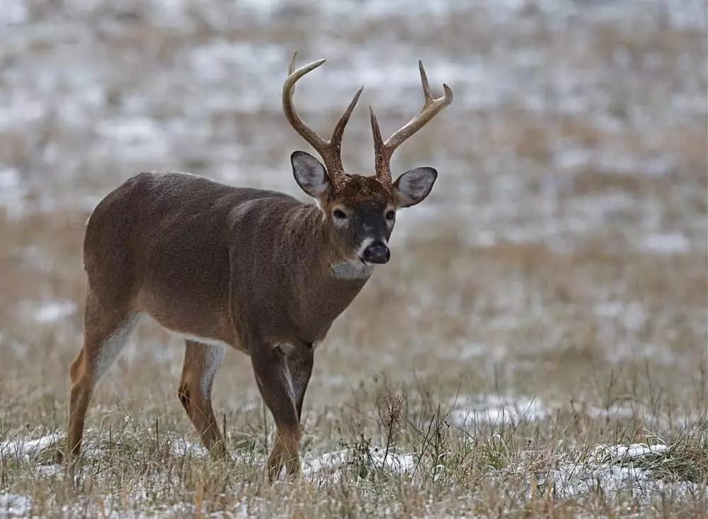 deer in the snow smoky mountains