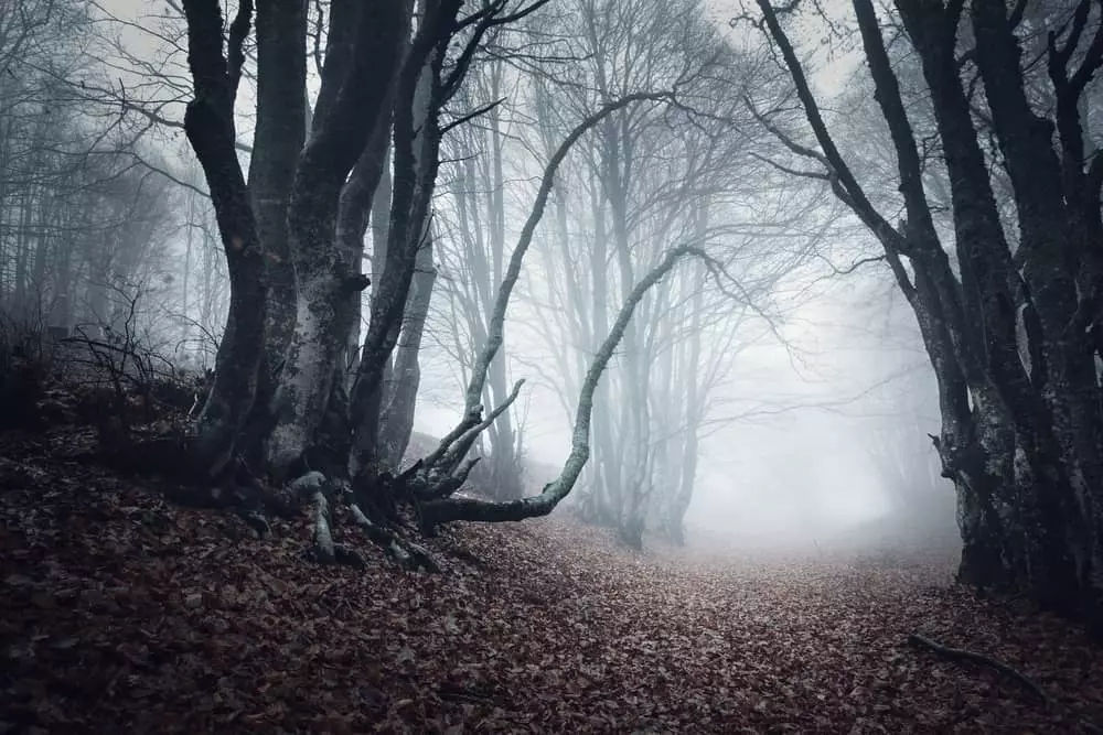 spooky woods
