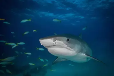 shark-in-aquarium