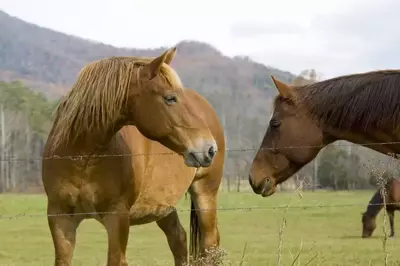 horses in the smoky mountains