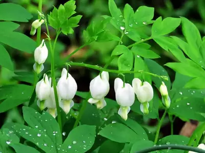 dutchman breeches