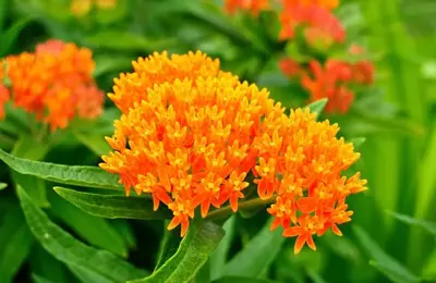 orange butterfly weed