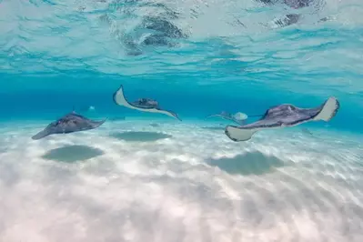 stingrays swimming in water