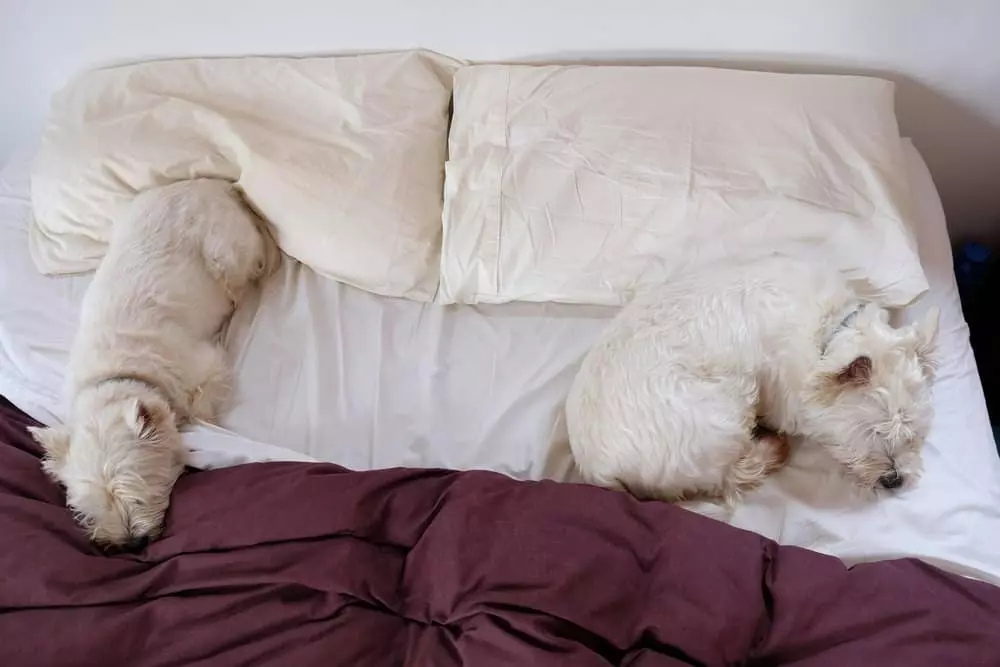 west highland terriers sleeping on a hotel bed