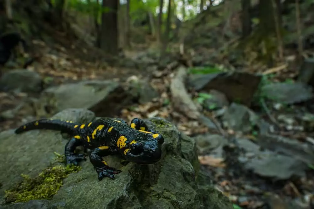 salamander in the woods