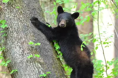 baby black bear