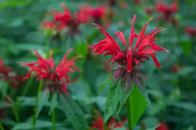 red bee balm in the smoky mountains