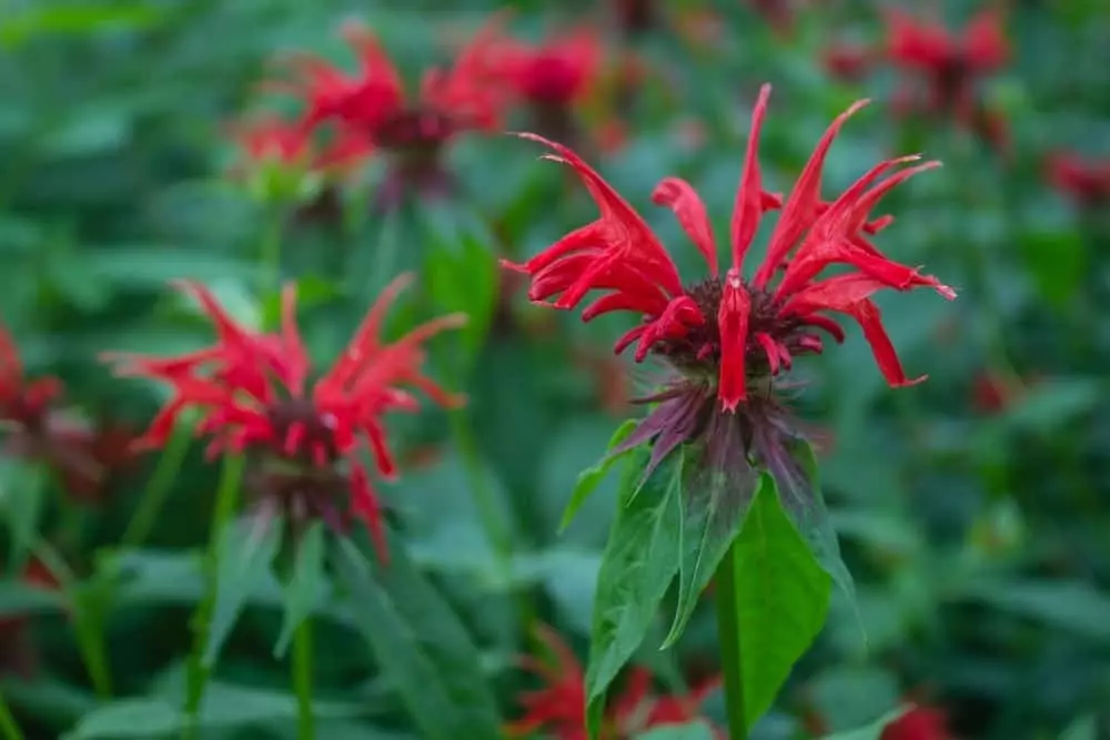 red bee balm in the smoky mountains