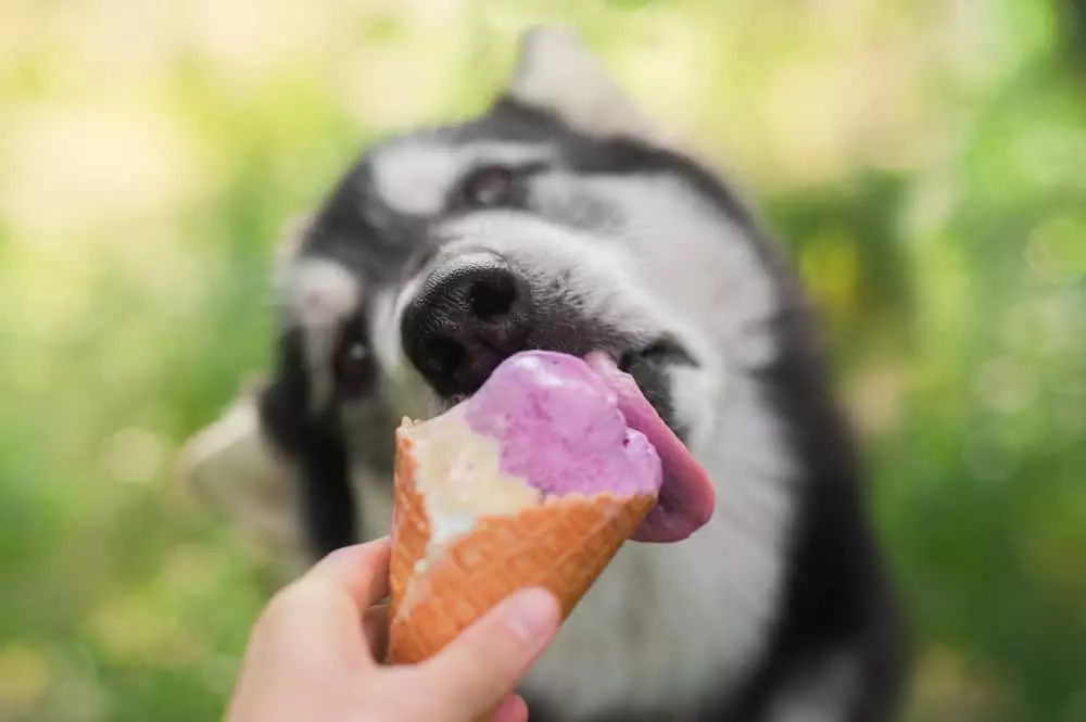 dog licking an ice cream cone