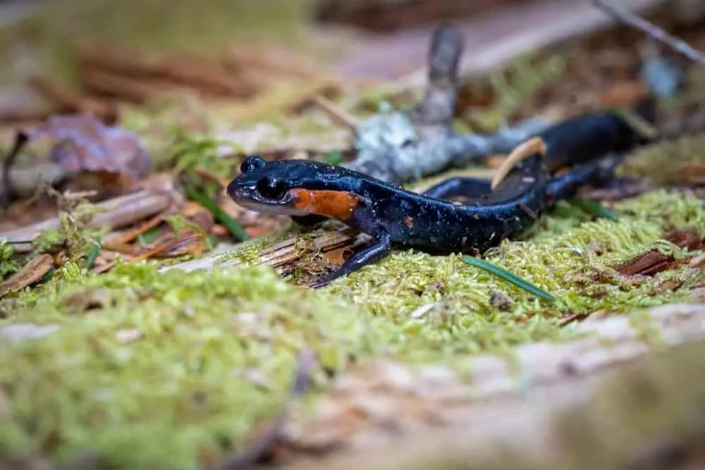 salamander in the Great Smoky Mountains National Park 