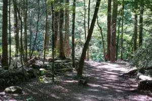 hiking trail in the smoky mountains