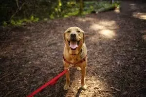 dog hiking in the mountains