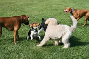 dogs playing at a park