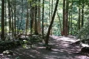 gatlinburg trail in the smoky mountains