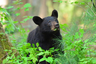 black bear in Cades Cove