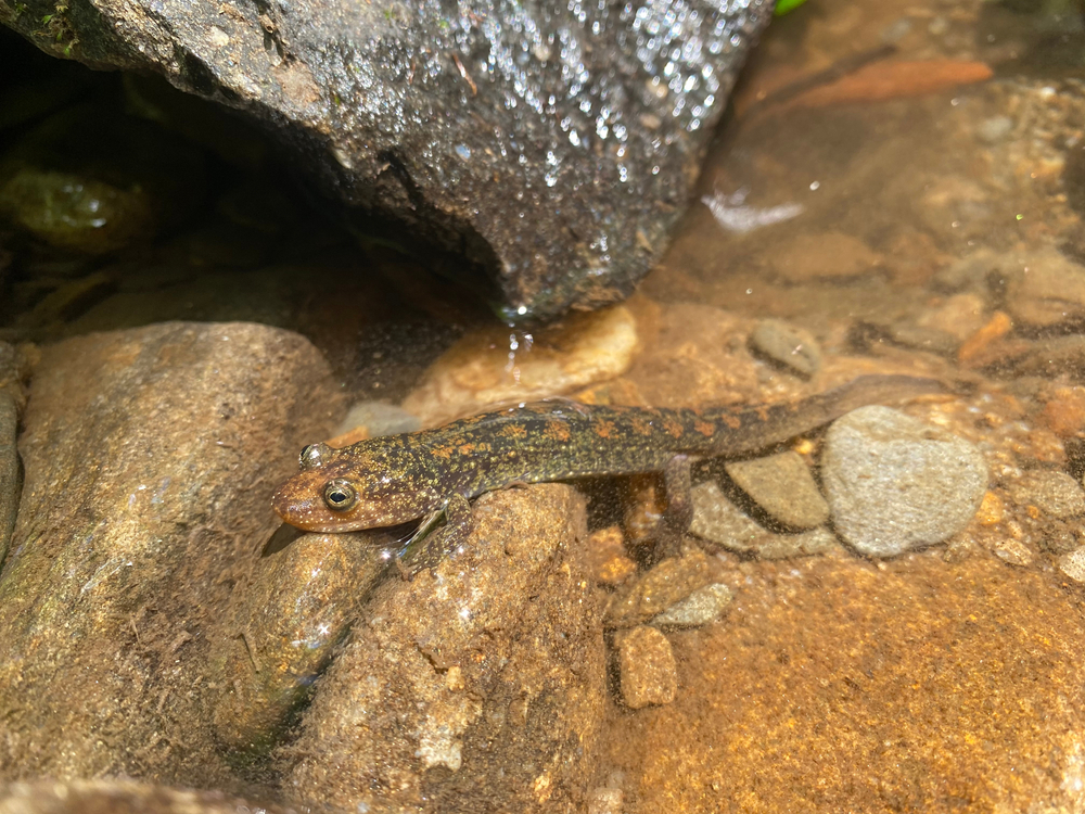 salamander on river rocks