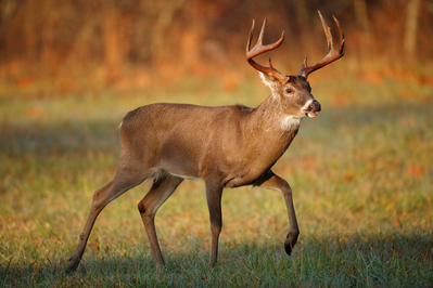 white-tailed deer in Smoky Mountains