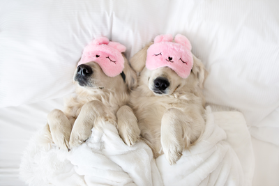 two dogs sleeping on bed with eye masks